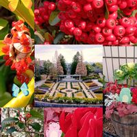 ピラカンサ,手柄山平和公園 サンクガーデン,手柄山平和公園 サンクガーデン,緑の相談所にて,公園の画像