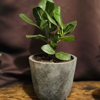 フィカス ベンガレンシス,観葉植物,植物,癒しの画像