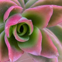 月兎耳,火祭りの光,多肉植物,いい感じ♪♪,花のある暮らしの画像