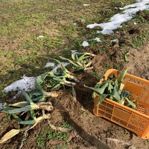 ヤマナシ,ヤマナシ,ヤマナシ,下仁田ネギ,盆栽の画像