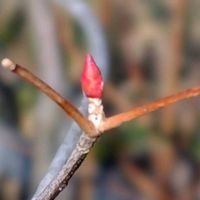 ドウダンツツジ,マルバノキ,ワイルドオーツ,ミズキ,ニセコバンソウの画像