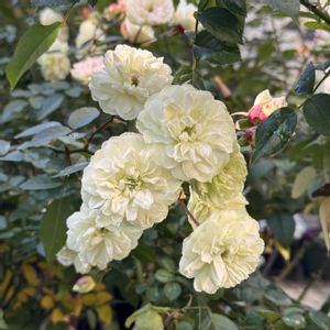 グリーンアイス,鉢植え,マンション専用庭,ガーデニング初心者,庭の画像