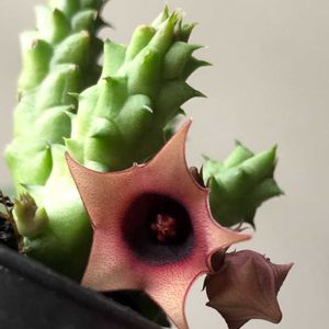 フェルニア,フェルニア,フェルニア ピンクアイ,花のある暮らし,珍奇植物の画像