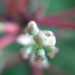 ユズリハ,ユズリハ,ユズリハ,ユズリハ,ユズリハ﹙譲葉﹚の画像