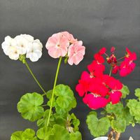 ゼラニウム,ペラルゴニウム,フウロソウ科,テンジクアオイ属,GS男子の画像