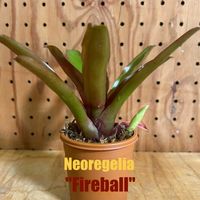 ネオレゲリア・ファイヤーボールの画像