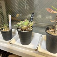 パキポディウム・グラキリス,アガベ チタノタ,パキポディウム 伊藤ハイブリッド,塊根植物,パキポの画像