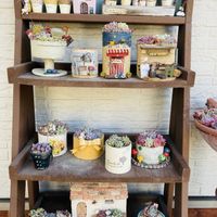 セダム,多肉植物,多肉寄せ植え,エケベリア属,多肉棚の画像