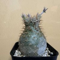 パキポディウム,パキポディウム・グラキリス,実生,成長記録,初心者ですの画像