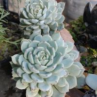 エケベリア,春萌,虹の玉,パリダム,姫笹の画像