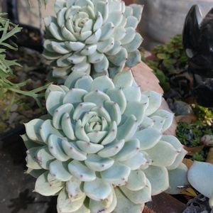 エケベリア,春萌,虹の玉,パリダム,姫笹の画像