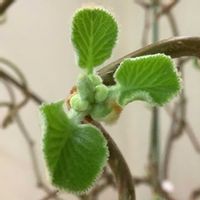 キウイ,孫悟空,室内栽培,鉢栽培,展葉の画像