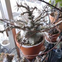 パキポディウム・グラキリス,パキポディウム サンデルシー,ペトペンチア ナタレンシス,パキポディウム属の画像