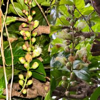 サガリバナの画像