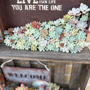 寄せ植え,多肉植物,リメ缶,多肉寄せ植え,リメ鉢の画像