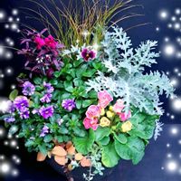 グズマニア,ポインセチア,ウスネオイデス,ビオラ,バラ咲きジュリアンの画像