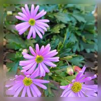 ブラキカム,青い花マニア,マンションの花壇,チーム・ブルー,チーム・ブルーNo.149の画像