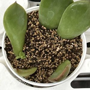 ジョイスタロック,クリスマスキャロル,ジャッカル,ミックスベリア  クリスマスキャロル,多肉植物の画像