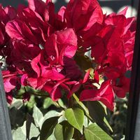 ブーゲンビリア,夕日✨,手塚治虫記念館の入り口,夕暮れ時のカモさん達の画像