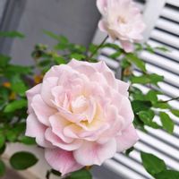 ブラッシングアイスバーグ,バラを楽しむ,咲いてくれてありがとう❤,おうち園芸,小さな庭の画像