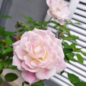 ブラッシングアイスバーグ,バラを楽しむ,咲いてくれてありがとう❤,おうち園芸,小さな庭の画像