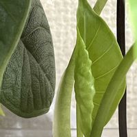 斑入り,アロカシア,観葉植物,成長記録,アロイドの画像