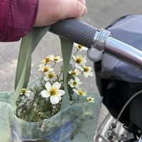 ビデンス,おたふく南天,リキマシア オーレア,ウィンターコスモスの画像