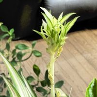 オリヅルラン,6日はカエルの日,カエル仲間,部屋の画像