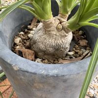 トックリランの画像