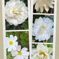 ゲッカビジン,コスモス,サザンカ,ハス,白い水曜日♡の画像