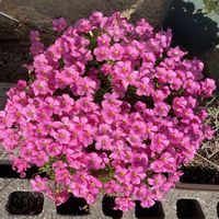 ストック,カルーナ,ビックベリー,オキザリス 桃の輝き,ユーフォルビア フロステッド フレームの画像