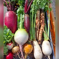 カブ,カブ,蜘蛛の巣アート,蜘蛛の巣アート,夕景✨の画像