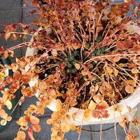 ミセバヤ,ミセバヤ,カラスバミセバヤ,カラスバミセバヤ,ヒダカミセバヤの画像