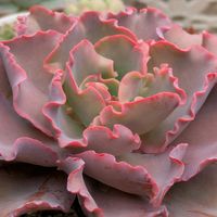 高砂の翁,寄せ植え,多肉植物,葉挿し,リメ缶の画像