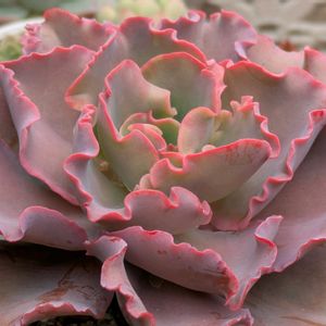 高砂の翁,寄せ植え,多肉植物,葉挿し,リメ缶の画像