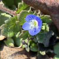 オオイヌノフグリ,野草,お出かけ先の画像