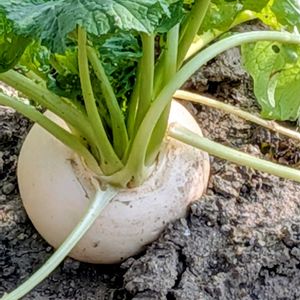 カブ,お野菜,アブラナ科,今日のお花,万能野菜の画像