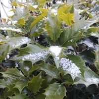 ヒイラギ,植物のある暮らし,植中毒,植物を楽しむ,玄関先の画像