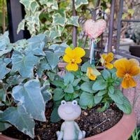 ツバキ,パンジー,アイビー（ヘデラ）,ソヨゴ,いつもありがとう♡の画像