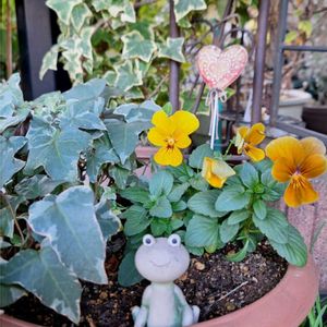 ツバキ,パンジー,アイビー（ヘデラ）,ソヨゴ,いつもありがとう♡の画像