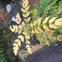 ヒイラギナンテン,心がほっこり,幸せ運べるように♪の画像