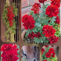 サイネリア,プリムラ,ビオラ,マサキ,マリーゴルドの画像