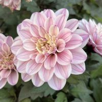 ダリア,ダリア,ミニダリア,散歩,ピンクの花の画像