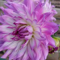 ダリア,お出かけ先の画像