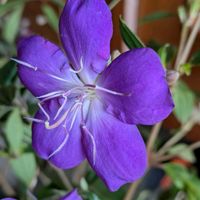 シコンノボタン,シコンノボタン,シコンノボタン,ピラカンサ,ピラカンサの画像