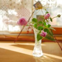 バラ,ブリリアントピンクアイスバーグ,ハンドメイド雑貨,庭の花を飾る,ミラーレス一眼の画像