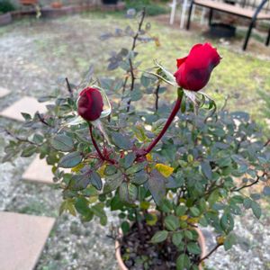 バラ,ミニバラ,ミニバラ コルダーナ,ミニバラ タマラ・コルダナの画像