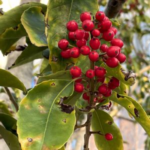 ナナミノキの画像