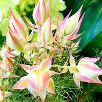 セルリア,セルリア ブラッシングブライド,セルリア プリティーピンク,セルリア プリティーピンク,ワイルドフラワーの画像