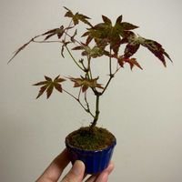 イロハモミジ,イロハモミジ,盆栽,実生,雑木盆栽の画像